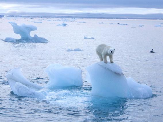 Qué pasará con nosotros tras el deshielo del Ártico? - Noticias