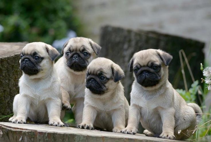 Los Pugs Y La Deformacion Animal Como Capricho Y Egoismo Humano