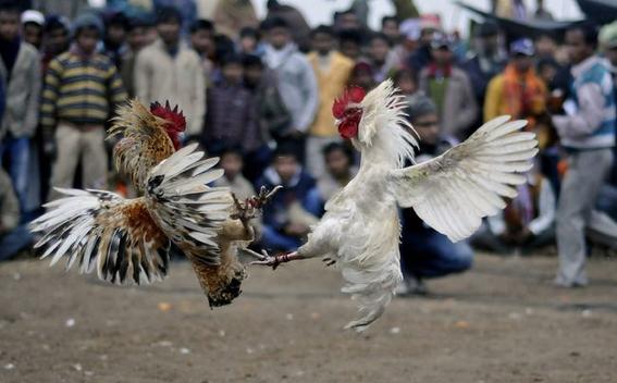 veracruz despenaliza peleas de gallos 1