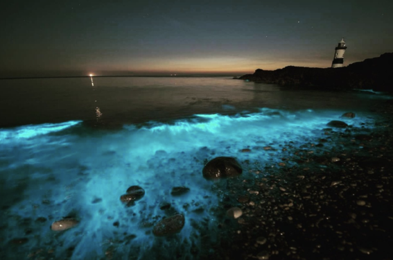 playas bioluminiscentes en mexico 2