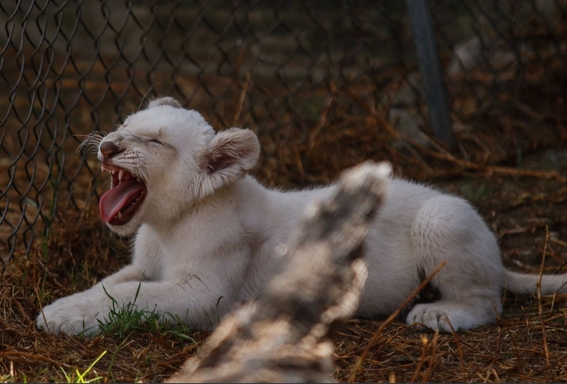 nacen leones blancos gemelos en zoologico de tlaxcala mexico 2