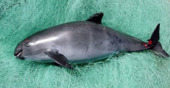 ¿por que esta en peligro de extincion la vaquita marina 1