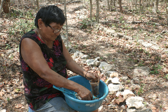 mujeres indigenas yucatecas productoras de miel 6