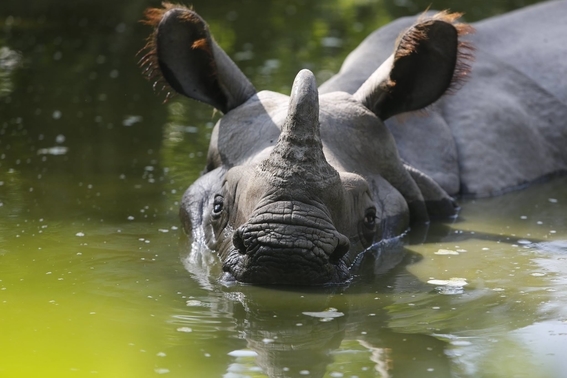 evitar muerte de once rinocerontes negros en kenia 2