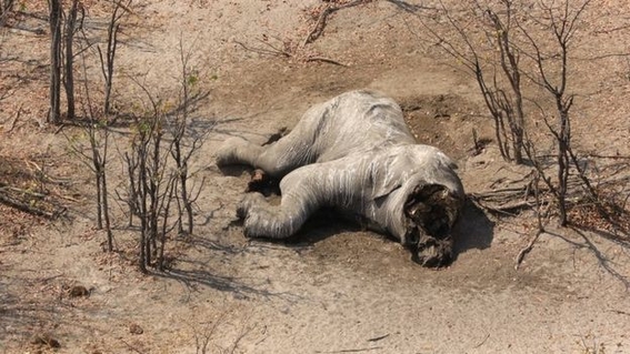 la peor matanza de elefantes en la historia de africa 1