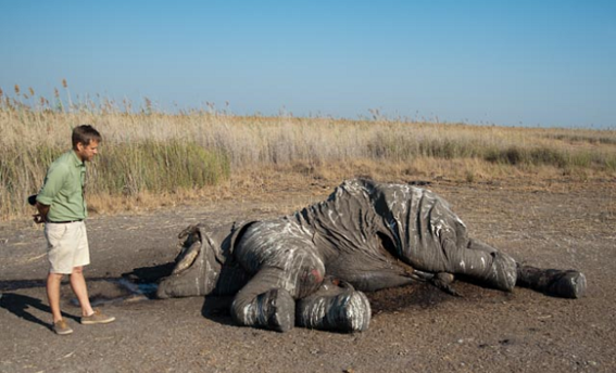 la peor matanza de elefantes en la historia de africa 3