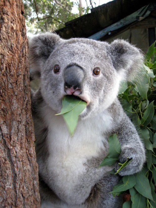 koalas se extinguiran en australia segun wwf 1