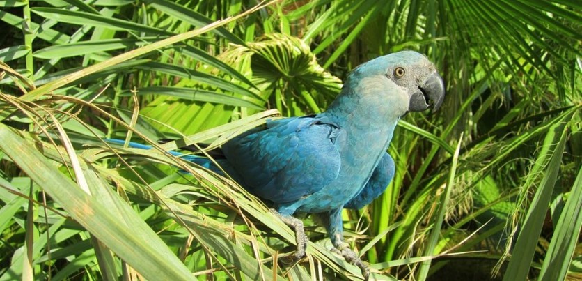 Nace un pichÃ³n del casi extinto guacamayo azul 2