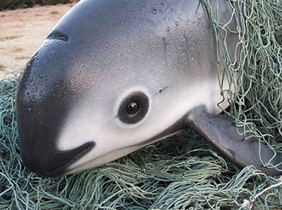 semarnat niega extincion de vaquita marina en el golfo 3