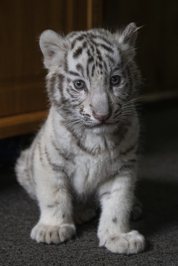 Nacen Tigres De Bengala Blancos En Zoologico De China Medio Ambiente