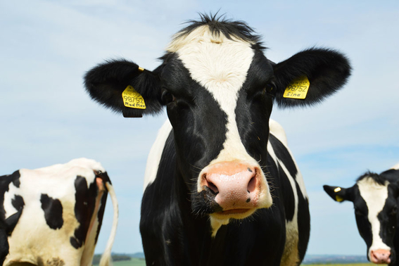 detectan un caso de vaca loca en una granja escocesa 1