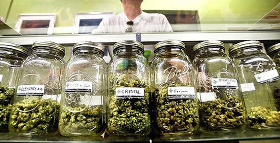 morena propuesta legalizacion produccion consumo de marihuana 2