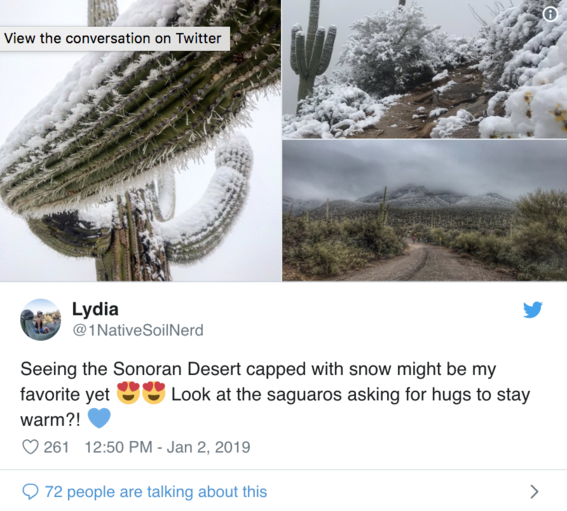nieve en el desierto de arizona y usuarios toman fotografias 1