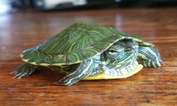 tortugas japonesas se vuelven plaga en mexico 1