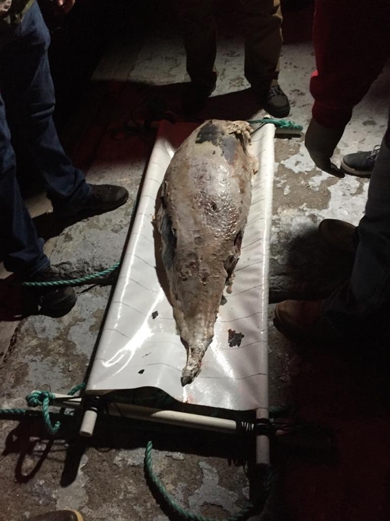 encuentran muerta a vaquita marina atrapada en una red en mexico 1
