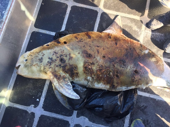 encuentran muerta a vaquita marina atrapada en una red en mexico 2