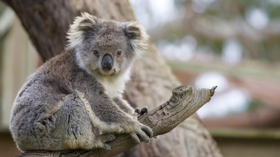 acusa ong que el koala quedo funcionalmente extinto 1