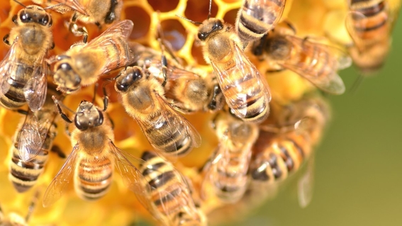hay 2 mil especies de abejas en peligro de extincion en mexico 1