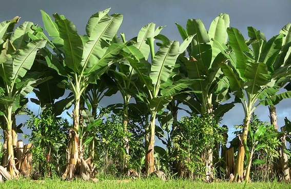 En Riesgo Cultivo De Platano Para 2050 Por Calentamiento Global