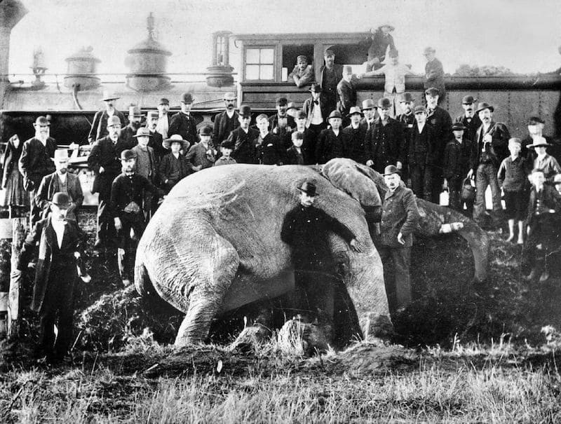 La verdadera historia de Jumbo, el elefante que inspiró la película de Disney 5