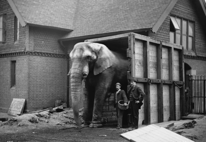 La verdadera historia de Jumbo, el elefante que inspiró la película de Disney 4