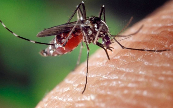 aumentan al doble los casos de dengue en jalisco 1