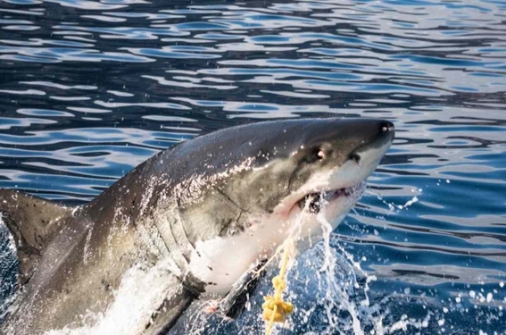 piratas chinos amenazan a tiburones blancos en mexico 2