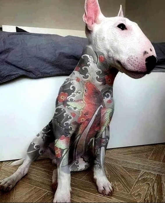 polemica moda de tatuar perros indigna las redes sociales 2