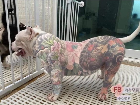 polemica moda de tatuar perros indigna las redes sociales 3