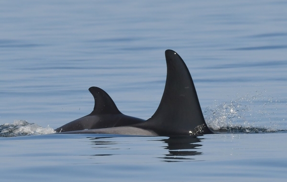orca vuelve a ser madre 1