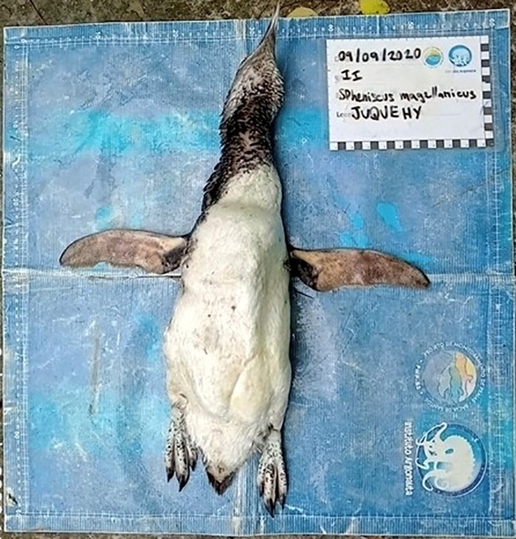 pingüino es encontrado muerto luego de ingerir un cubrebocas en brasil 1