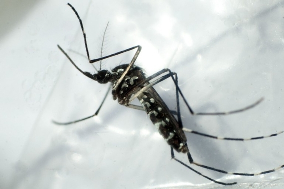 ¿cual es la situacion del dengue en mexico 2