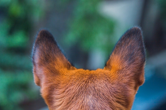 avalan en tamaulipas reformas que prohiben mutilar cola y orejas a mascotas 1