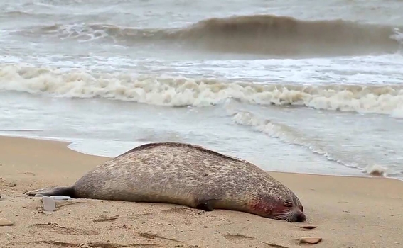 encuentran cerca de 300 focas muertas a orillas del mar caspio en rusia 1