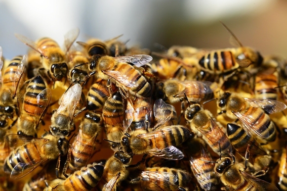 planta de cannabis podria salvar a las abejas 2