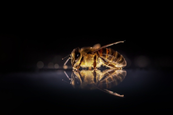planta de cannabis podria salvar a las abejas 1