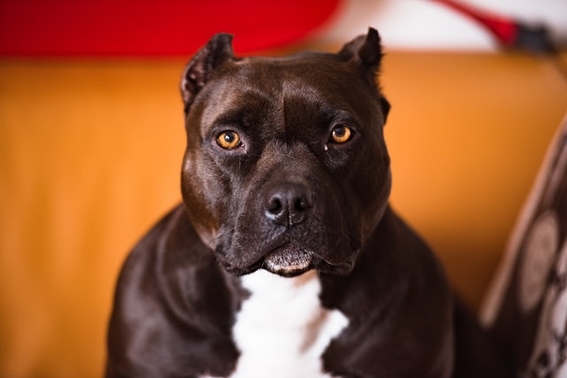 Pitbull Mata A Una Bebe De Un Ano Despues Que Se Acerco A Su Plato De Comida Mundo