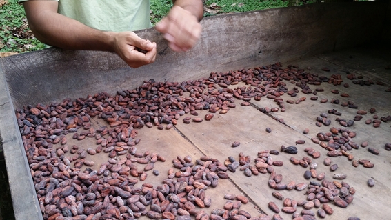la hermosa plantacion cacao costa rica violencia mujeres 3