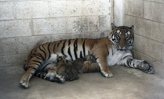 el nacimiento de cuatro cachorros de tigre de bengala sorprendio a los cuidadores del zoologico de san jorge en chihuahua 1