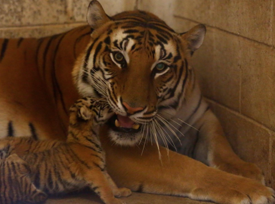 el nacimiento de cuatro cachorros de tigre de bengala sorprendio a los cuidadores del zoologico de san jorge en chihuahua 3