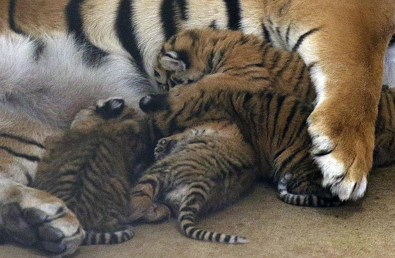 el nacimiento de cuatro cachorros de tigre de bengala sorprendio a los cuidadores del zoologico de san jorge en chihuahua 2