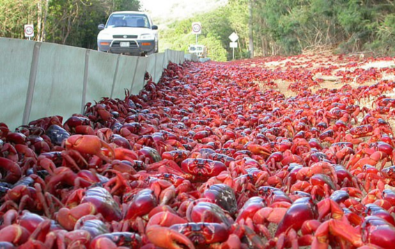 cierran carreteras por mas de 50 millones de cangrejos canibales 1
