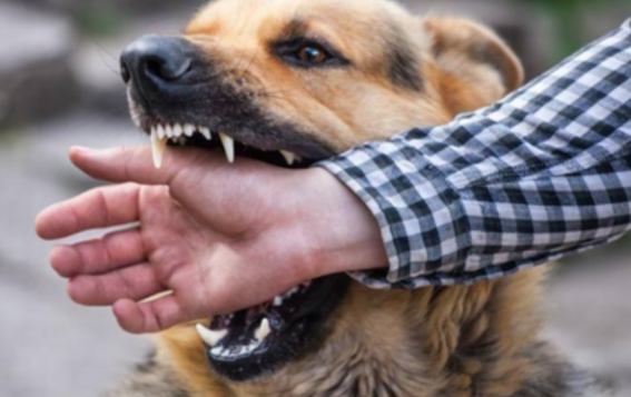 ¿que enfermedades transmiten los perros en su saliva 4