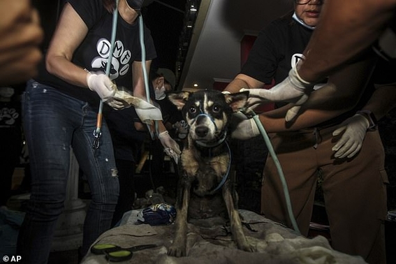 rescatan a 53 perritos que eran transportados a matadero de carne ilegal 2