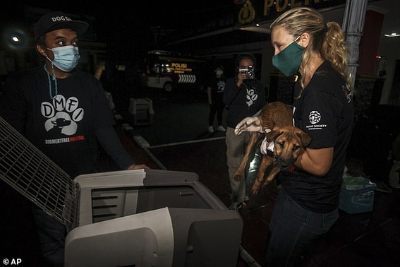 rescatan a 53 perritos que eran transportados a matadero de carne ilegal 4