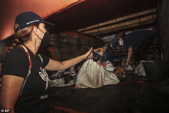 rescatan a 53 perritos que eran transportados a matadero de carne ilegal 5