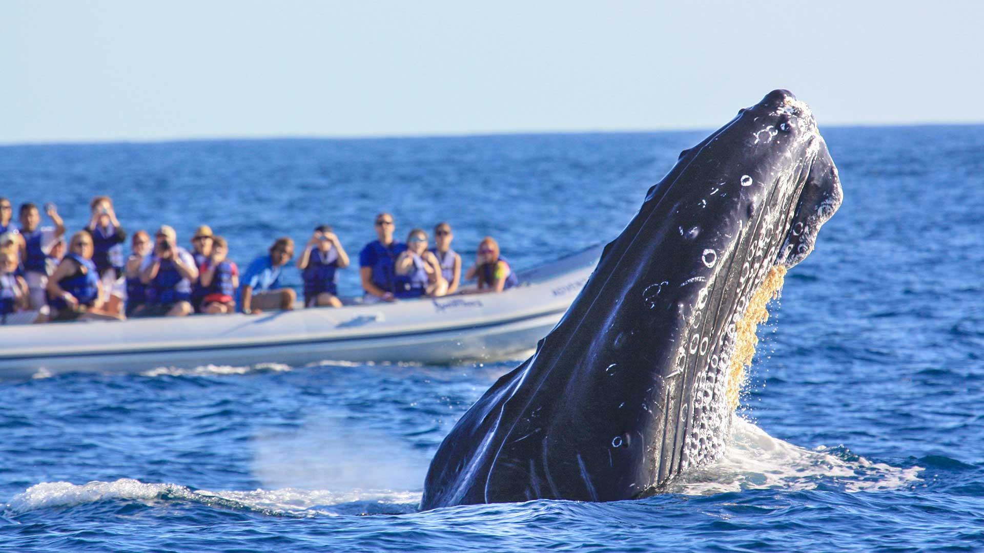 Lo Que Debes Saber Sobre La Temporada De Ballenas En Los Cabos ...