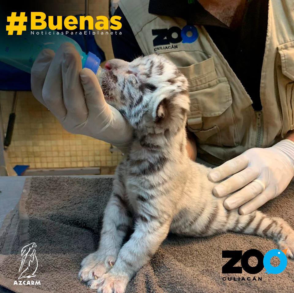 En Medio De La Pandemia Nace Un Tigre Blanco Bebe En El Zoo De Culiacan Mexico