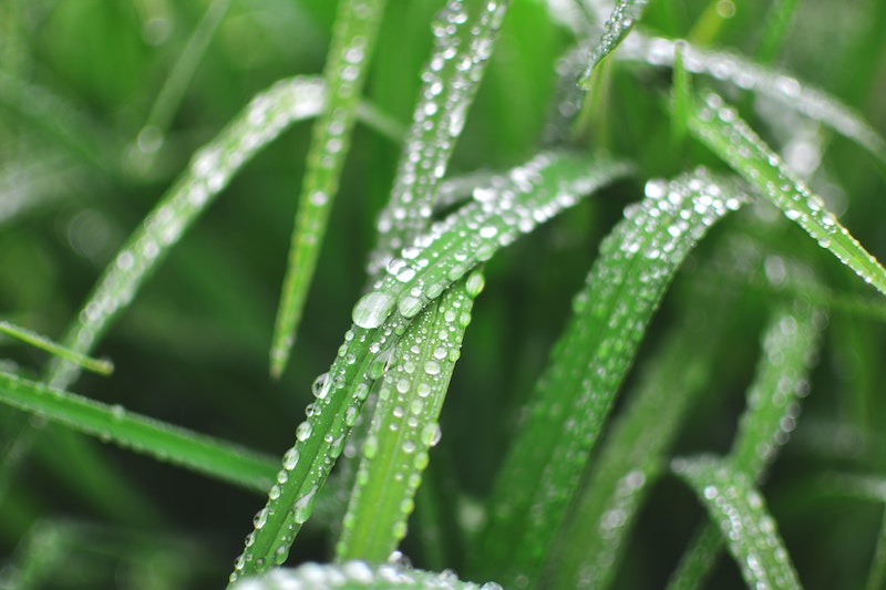 Qué Es El Olor De La Lluvia Y Por Qué Nos Gusta Tanto Olerlo - Cultura ...