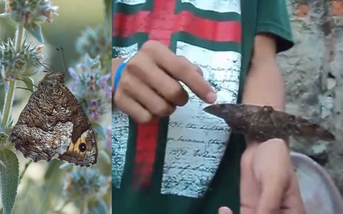 La Leyenda De La Mariposa Negra Que Significa Su Visita